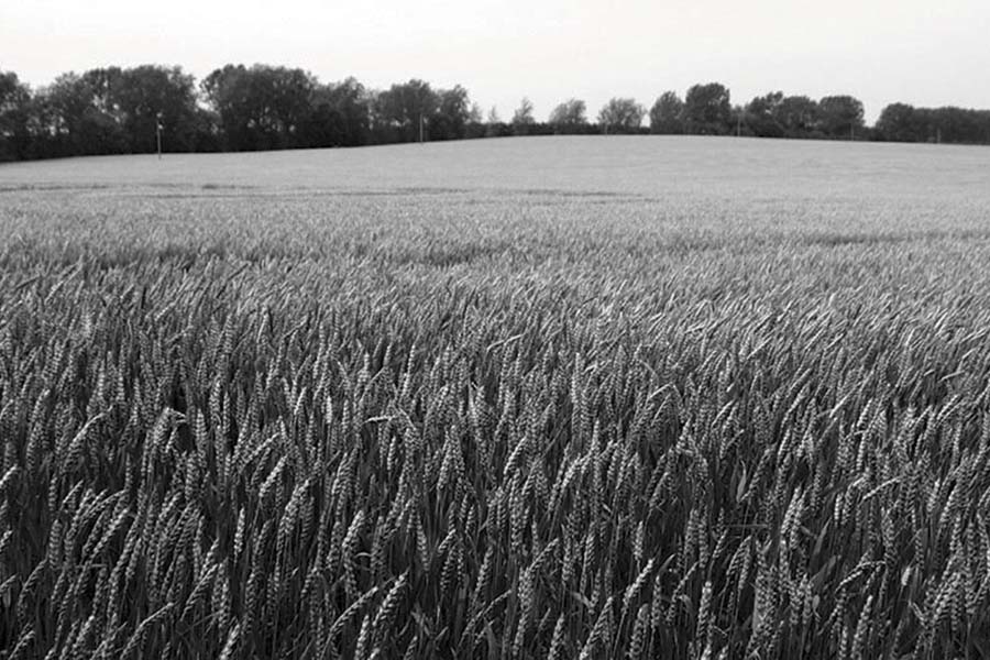 wheat field