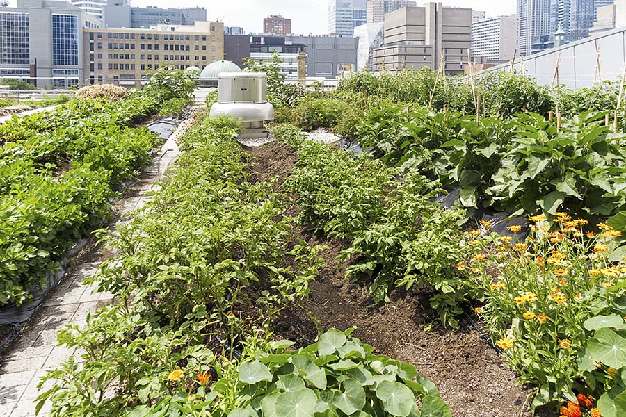vegetables growing on a roof top in an urban area